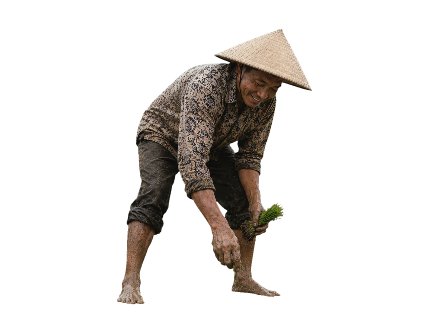 Petani menanam padi di sawah wakaf